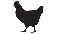Local Chicken 